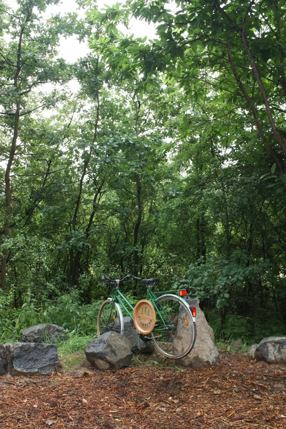 Forest around the tiny house in Svárov