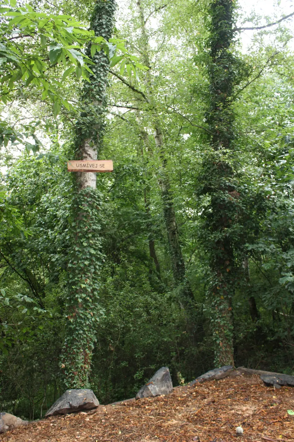 Pine forest near Svárov
